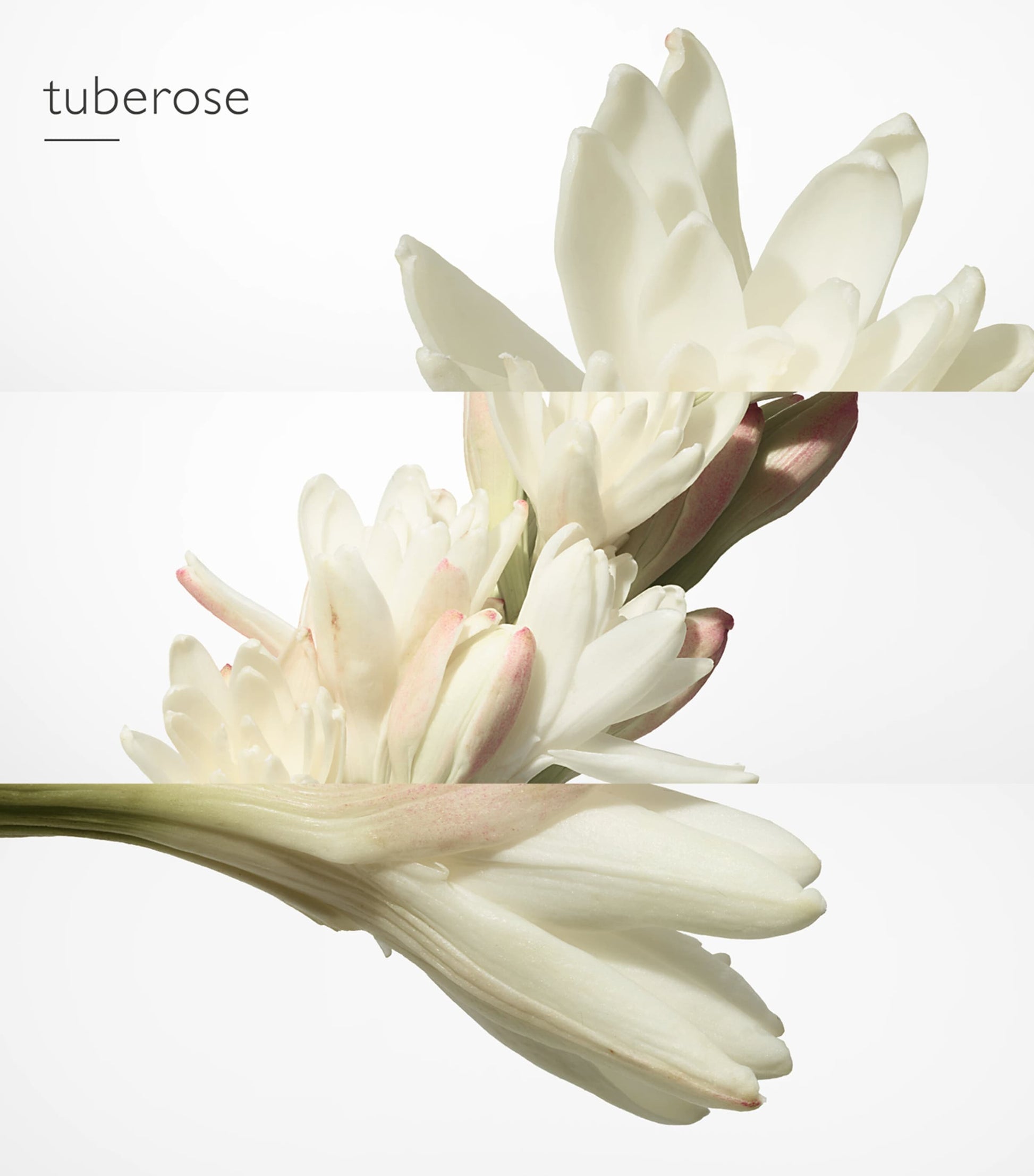 HERMÈS Twilly d'Hermès Eau de Parfum (50ml)