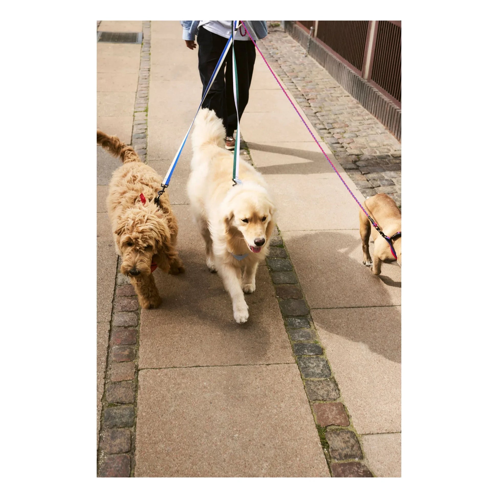 Hay - Adjustable lead | Blue