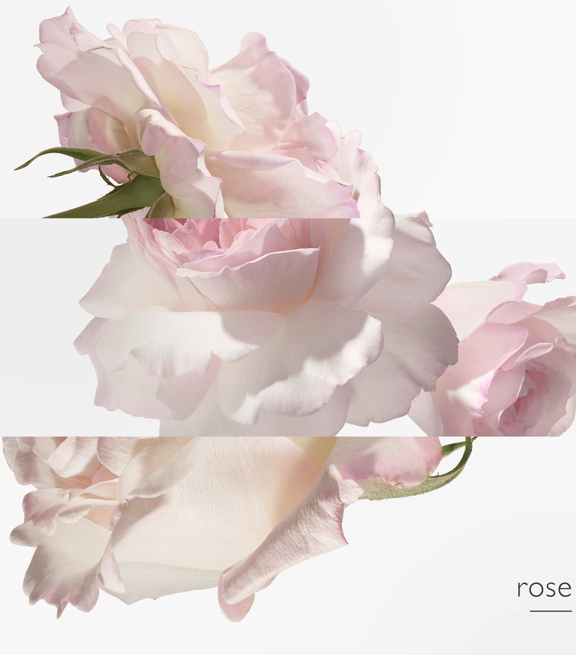 HERMÈS Twilly d'Hermès Eau Poivrée Eau de Parfum (50ml)