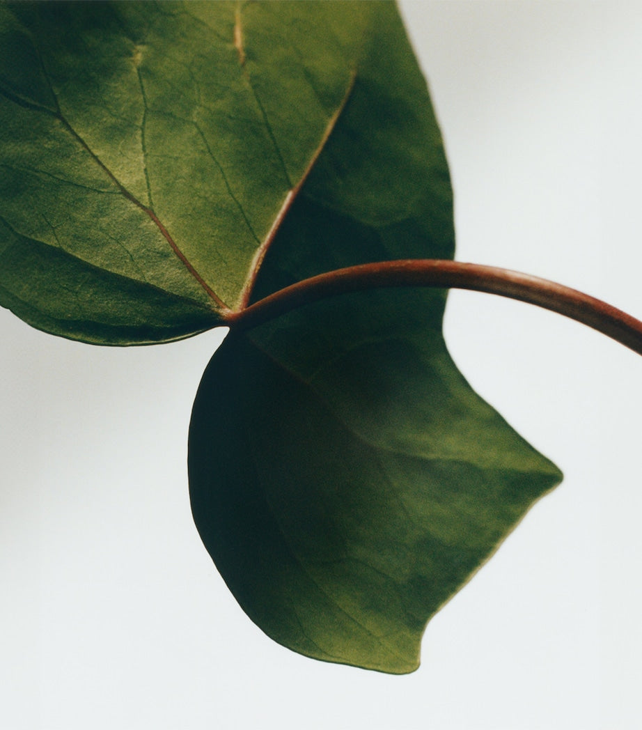 LOEWE Medium Ivy Candle (610g)