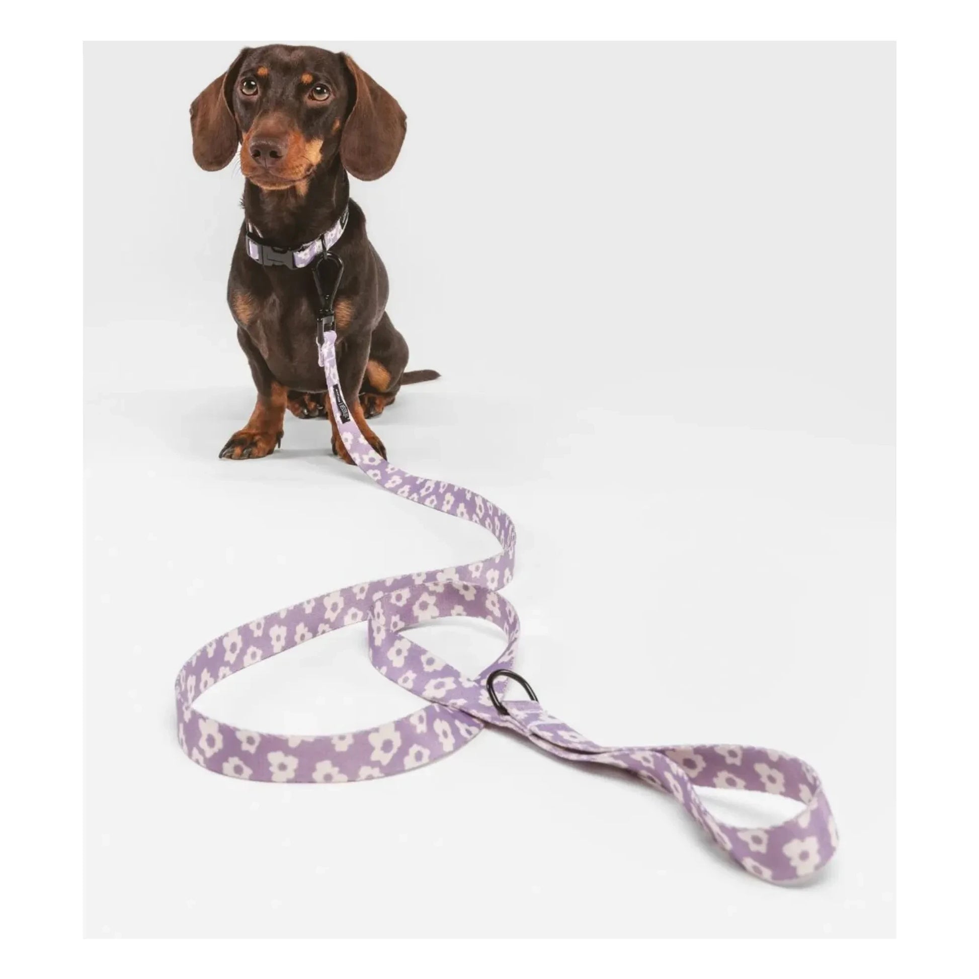 Cafide - Juno dog leash | Lilac