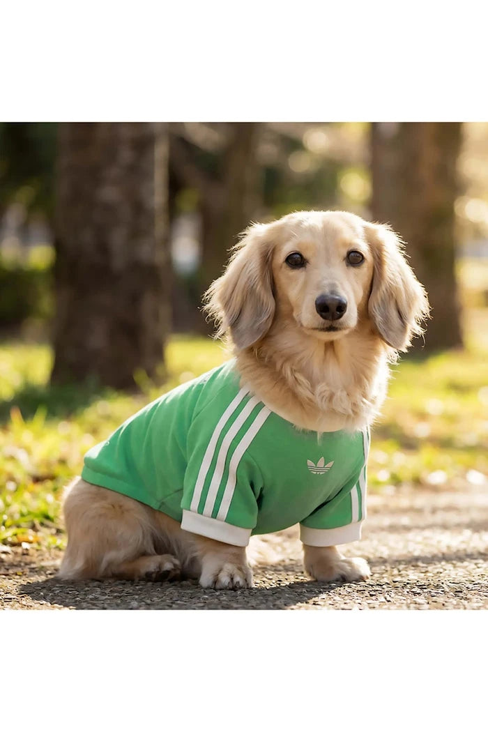 adidas Originals Evcil Hayvan Pet Cali