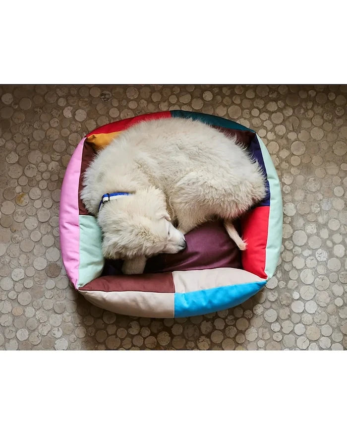 HAY köpek tasması 2,5 x 45 cm