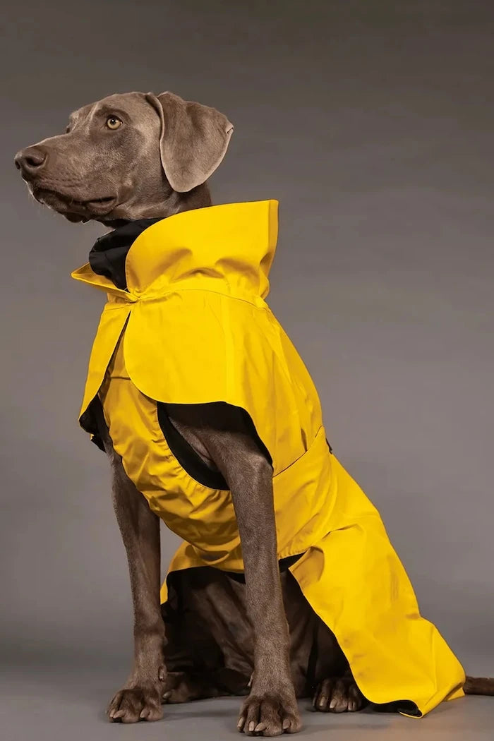 PAIKKA Visibility Raincoat Köpek Yağmurluğu 48 x 38 x 0,9 cm