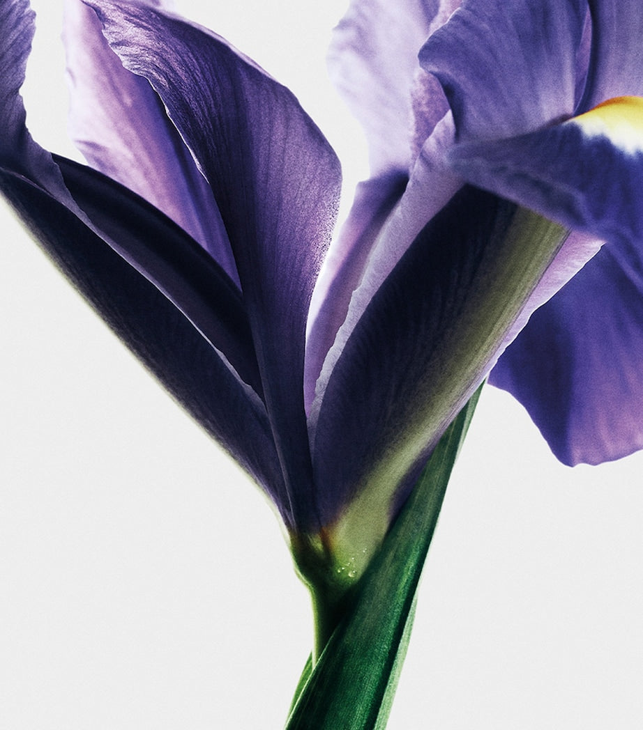 LOEWE Iris Root Eau de Parfum (100ml)