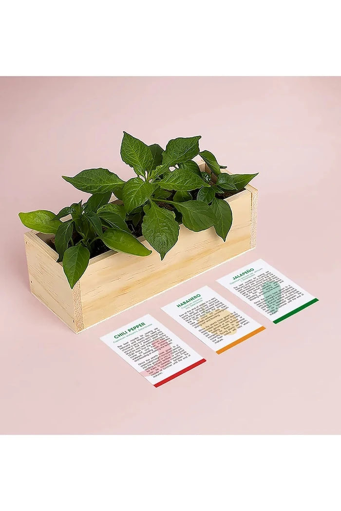 RESETEA Baharatlı Yetiştirme Seti 21 x 7,8 x 6,5 cm