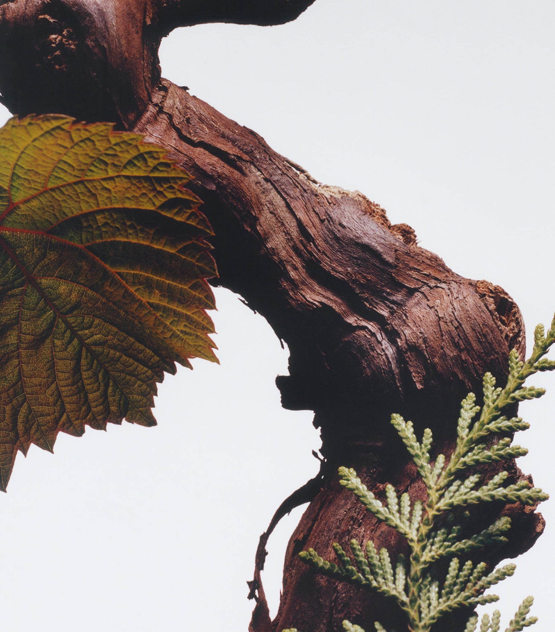 Cypress & Grapevine Candle (200g)