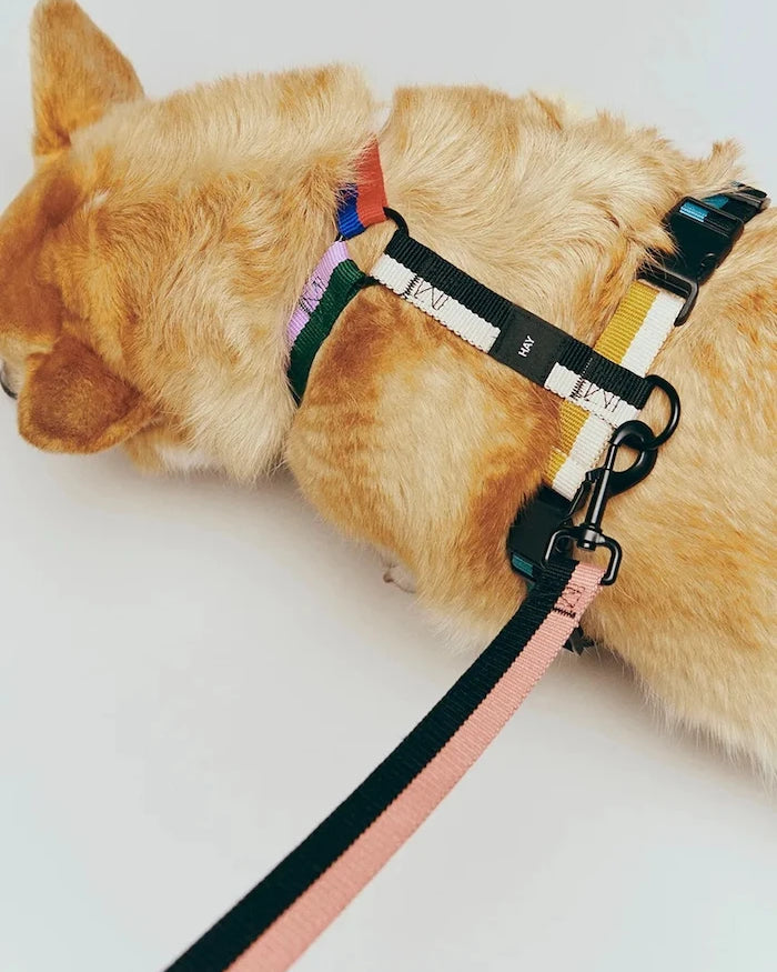 Köpek Göğüs Tasması HAY Medium
