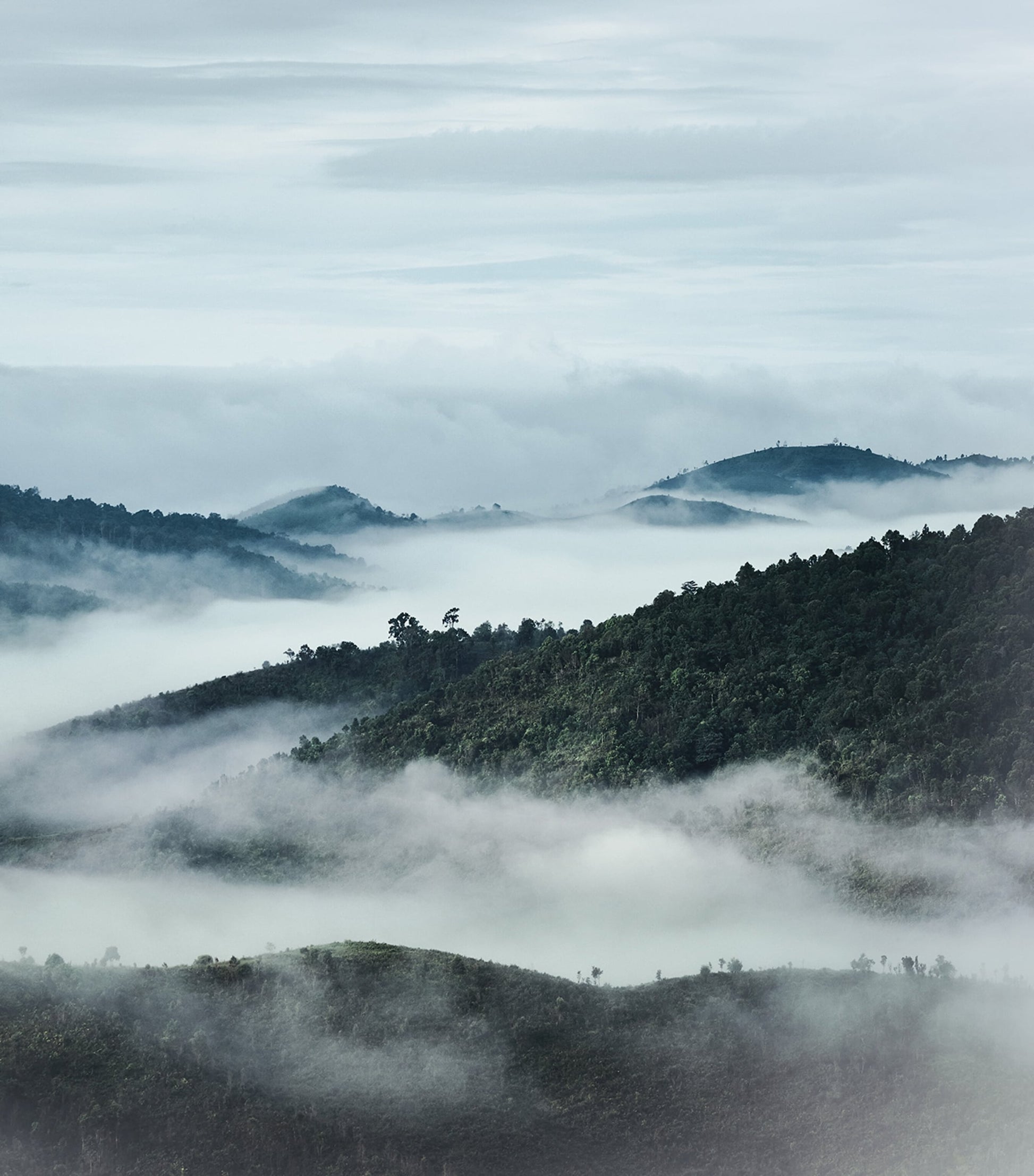 Orchidée Impériale The Foam in Cream Cleanser (150ml)