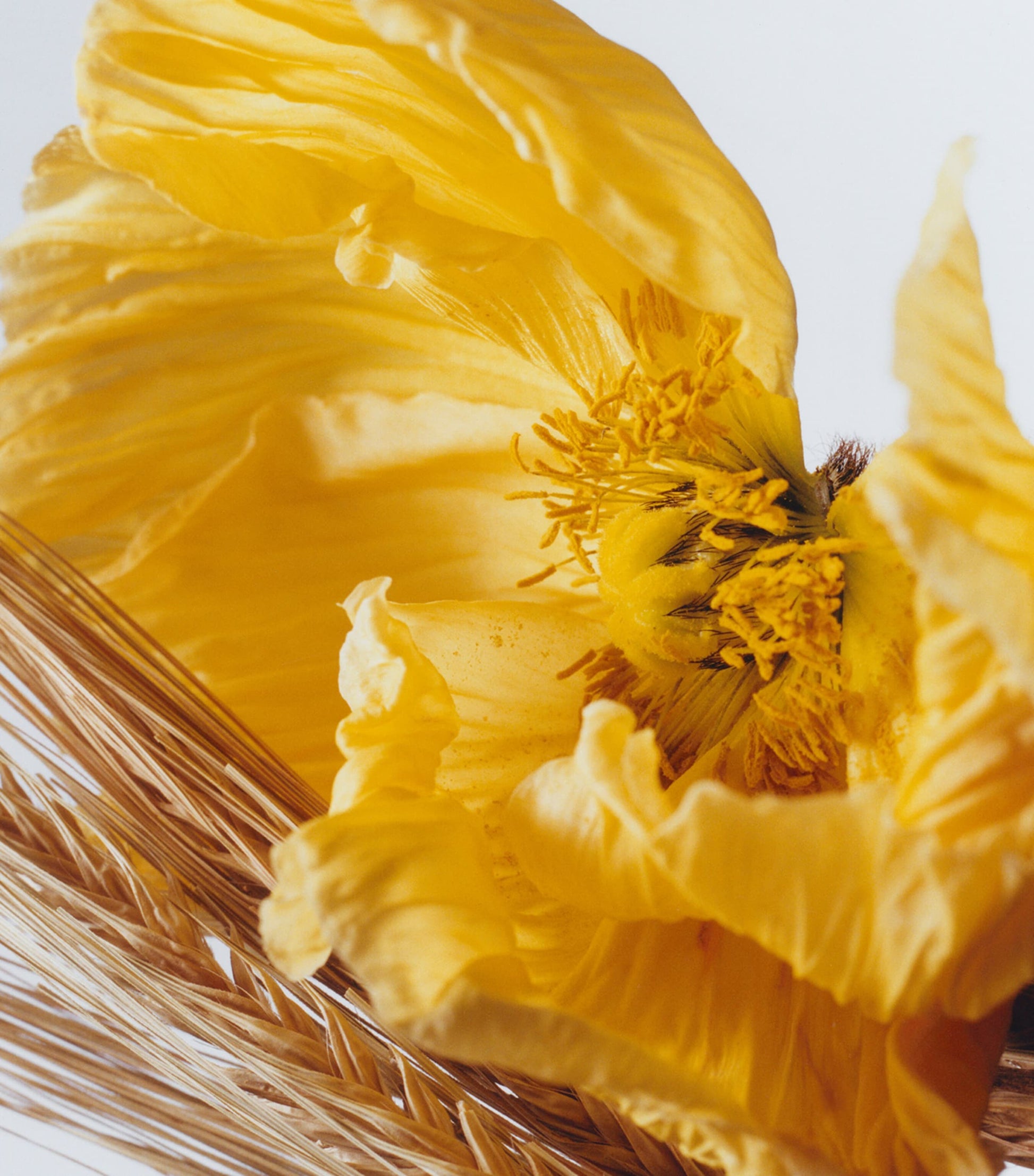 Jo Malone London Poppy & Barley Cologne (100ml)