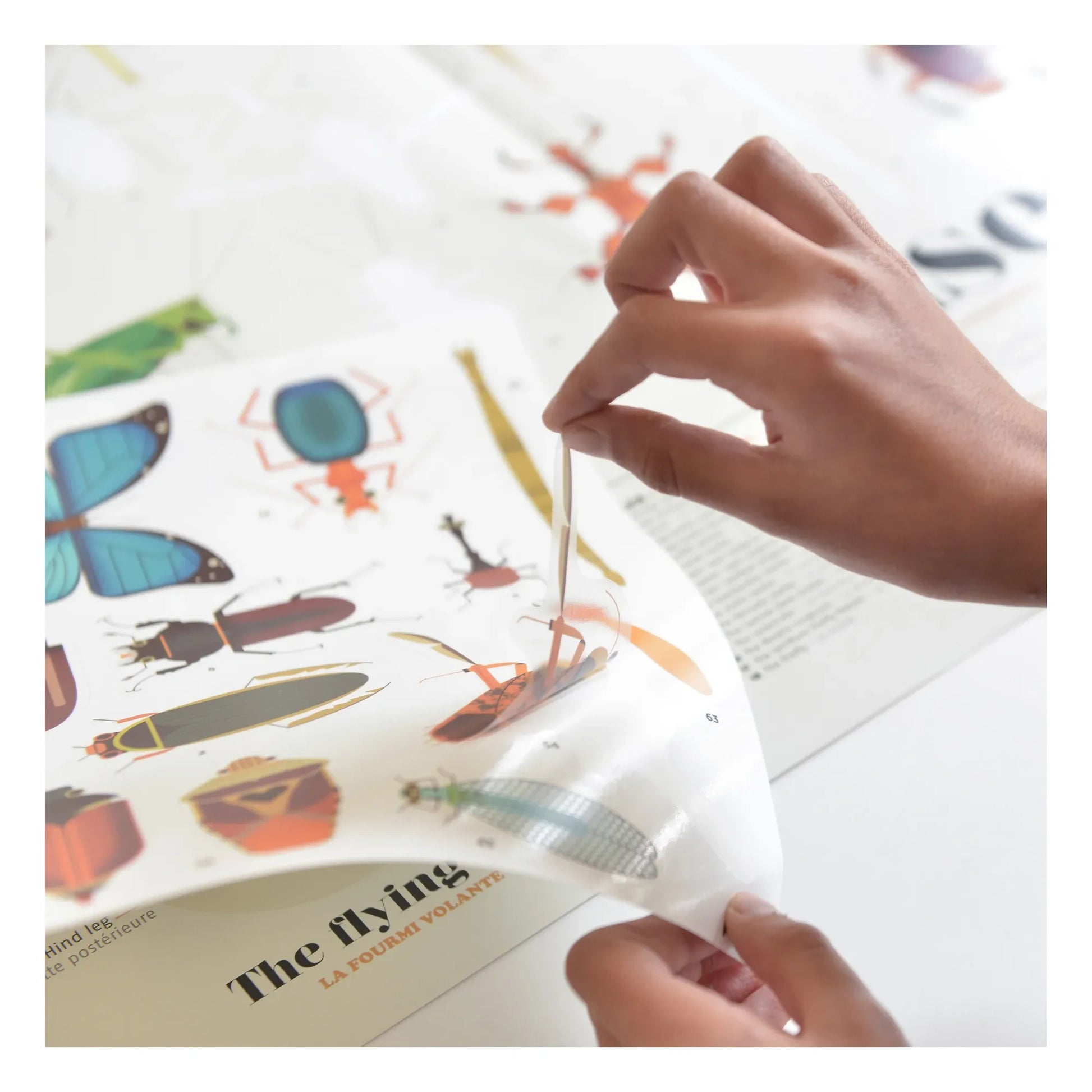 Poppik - Insects Sticker Poster
