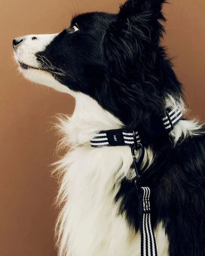 HAY köpek tasması M/L