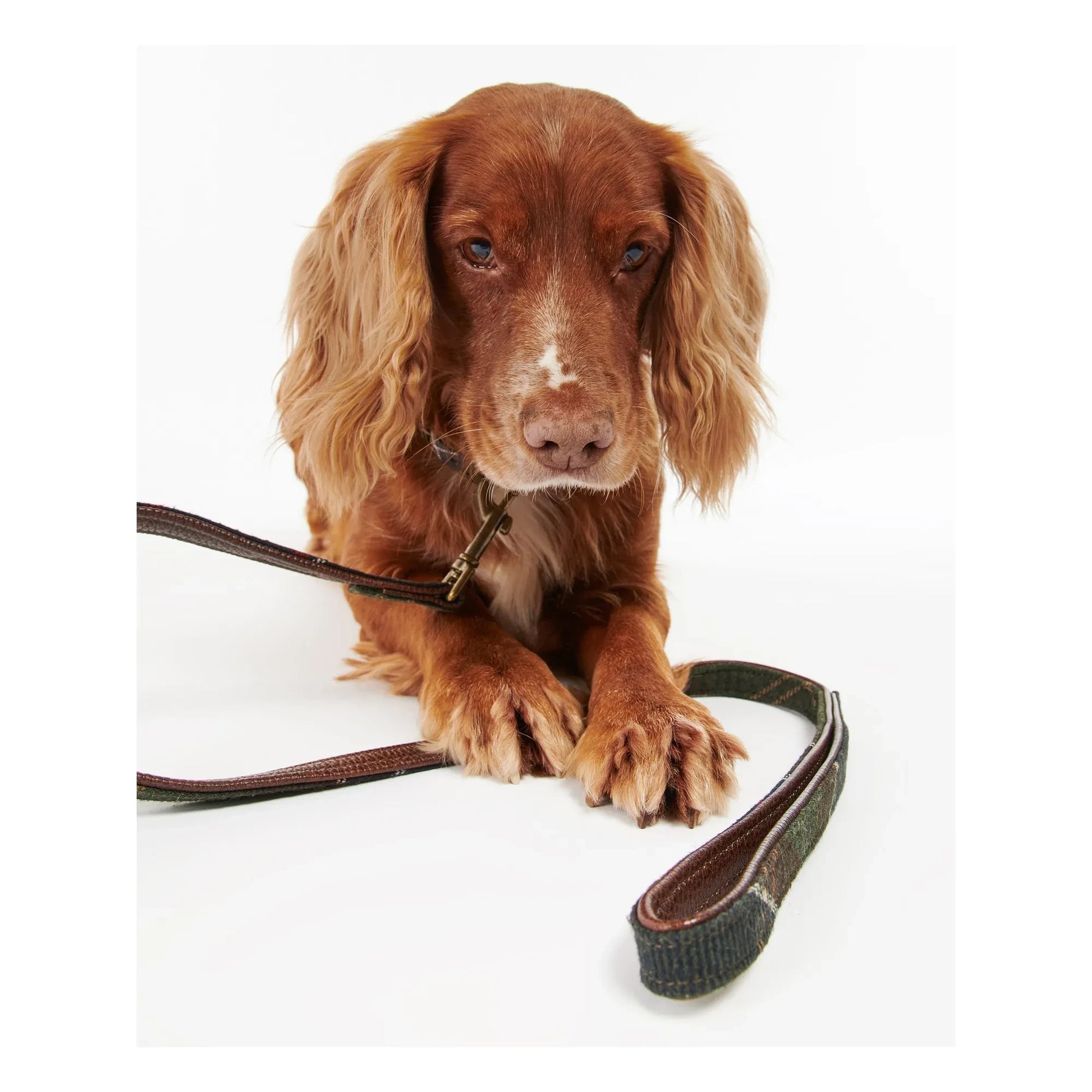 Barbour - Tartan dog leash | Taupe brown