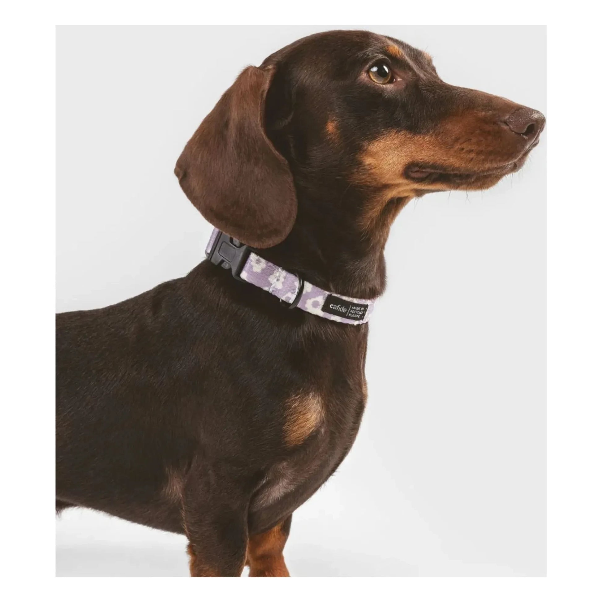 Cafide - Juno dog collar | Lilac
