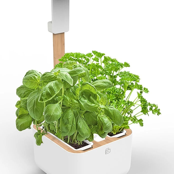 Veritable - Botaneo Eylo Otomatik Ev Bahçesi