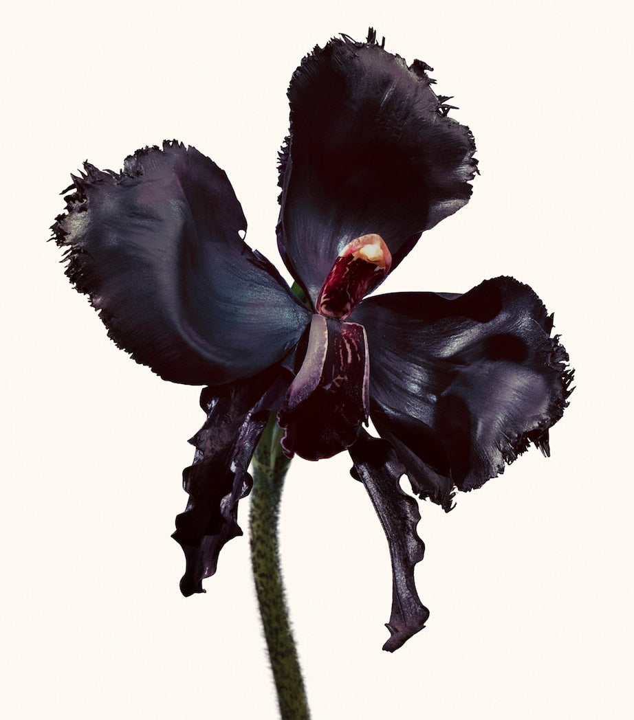 Black Orchid Reserve Eau de Toilette (50ml)