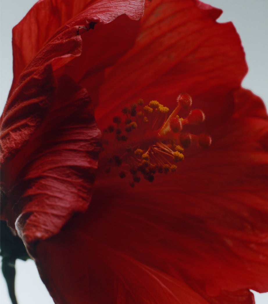 Jo Malone London Red Hibiscus Cologne Intense (9ml)