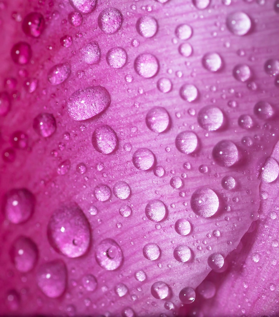 Rose Saltifolia Eau de Parfum (100ml)