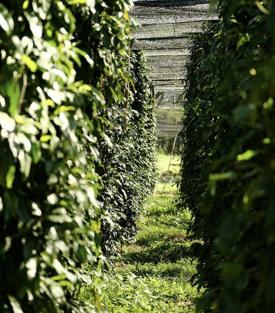Stony Groves White Kampot Pepper (100g)