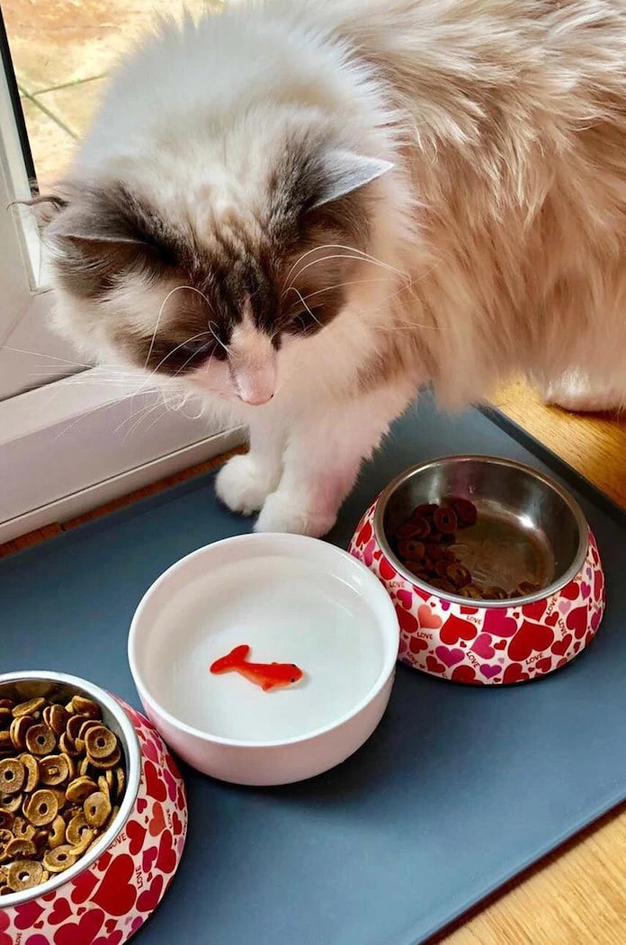 Luckies of London Goldfish Kedi Su Kabı