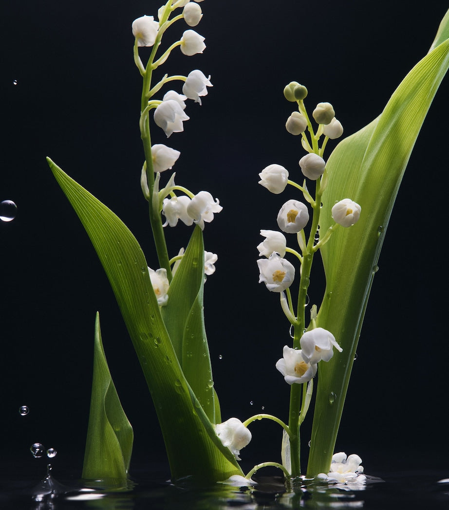 Velvet Mughetto Eau de Parfum (100ml)