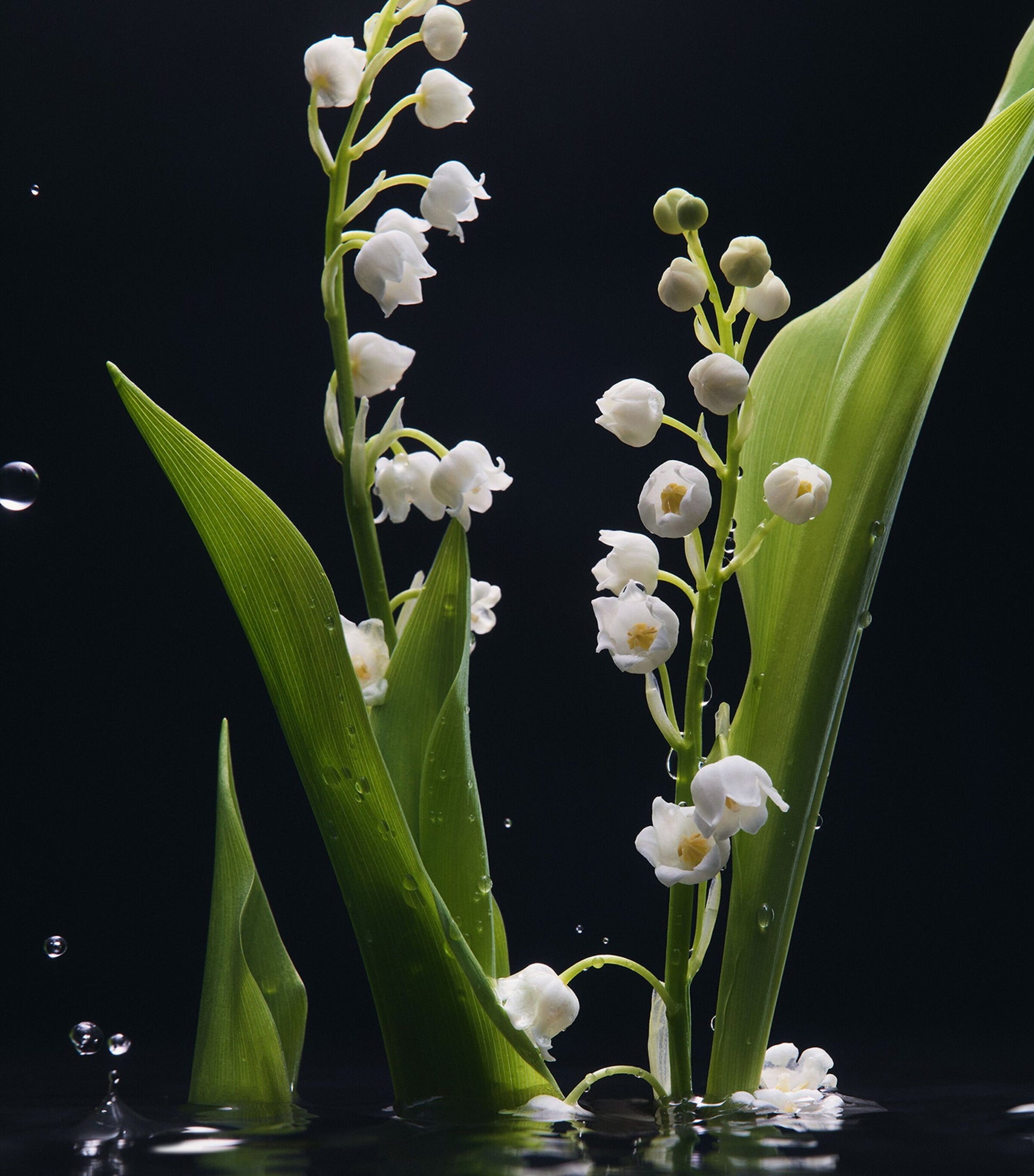 Dolce & Gabbana Velvet Mughetto Eau de Parfum (100ml)