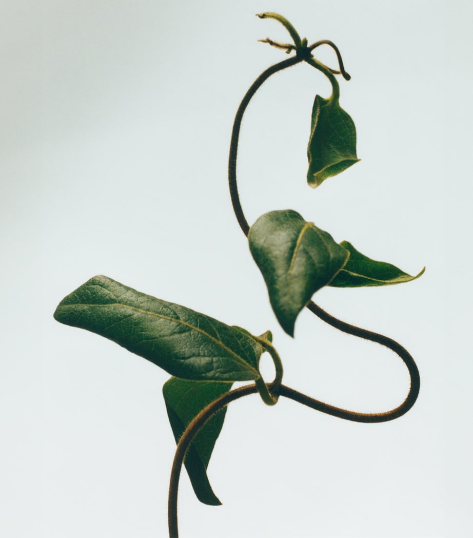 LOEWE Medium Honeysuckle Scented Candle