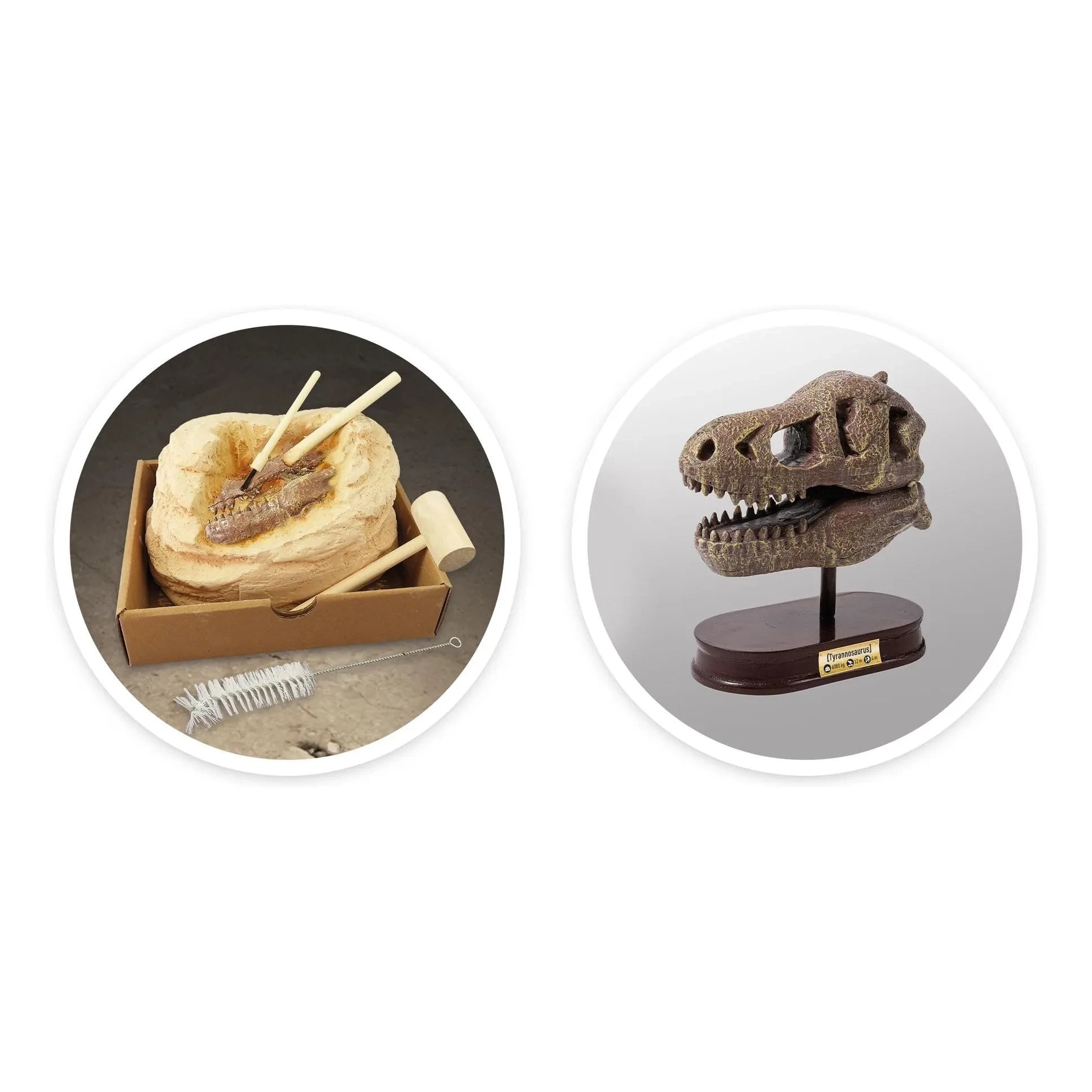 Buki - Archaeology set - Museum Dino Skull