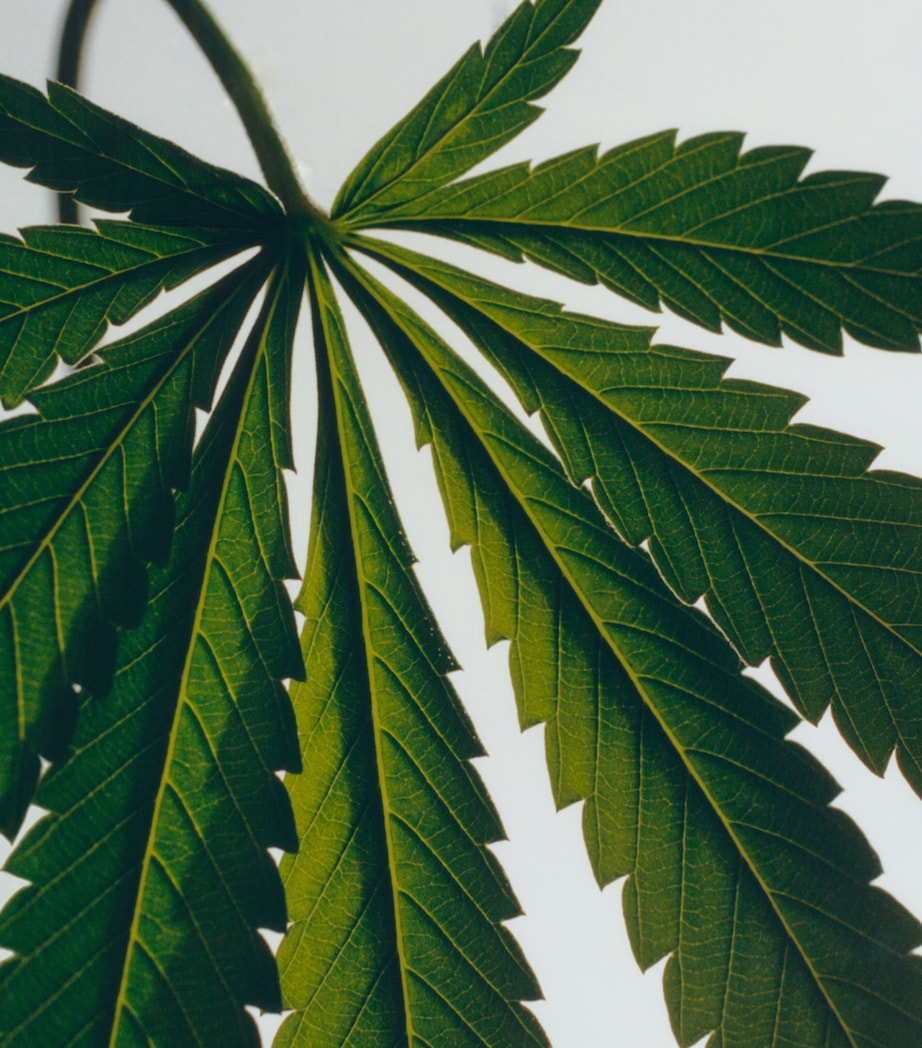 Scent of Marihuana Body Lotion (360ml)