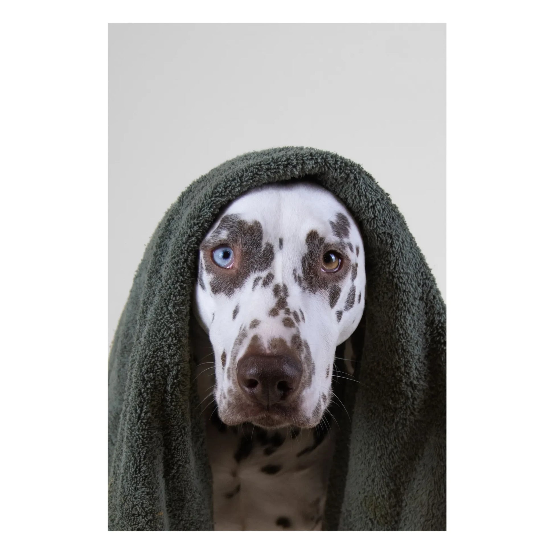 Holidermie - Holidog sulfate-free dog shampoo - 480ml