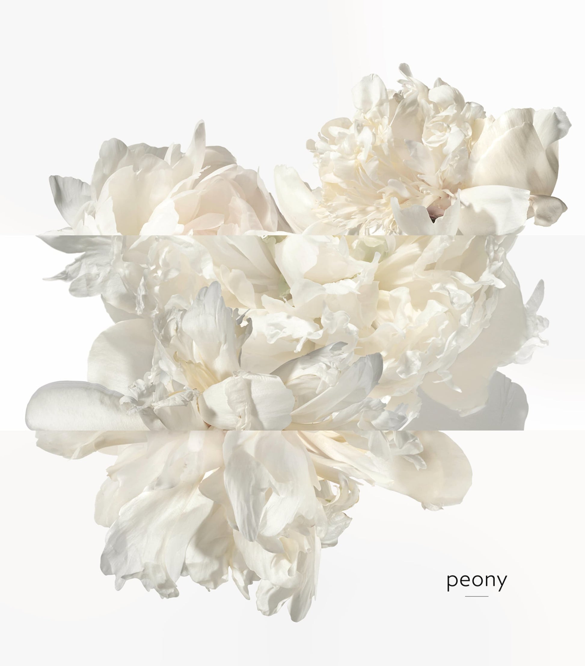 HERMÈS Twilly D'Hermès Ginger Eau de Parfum (50Ml)