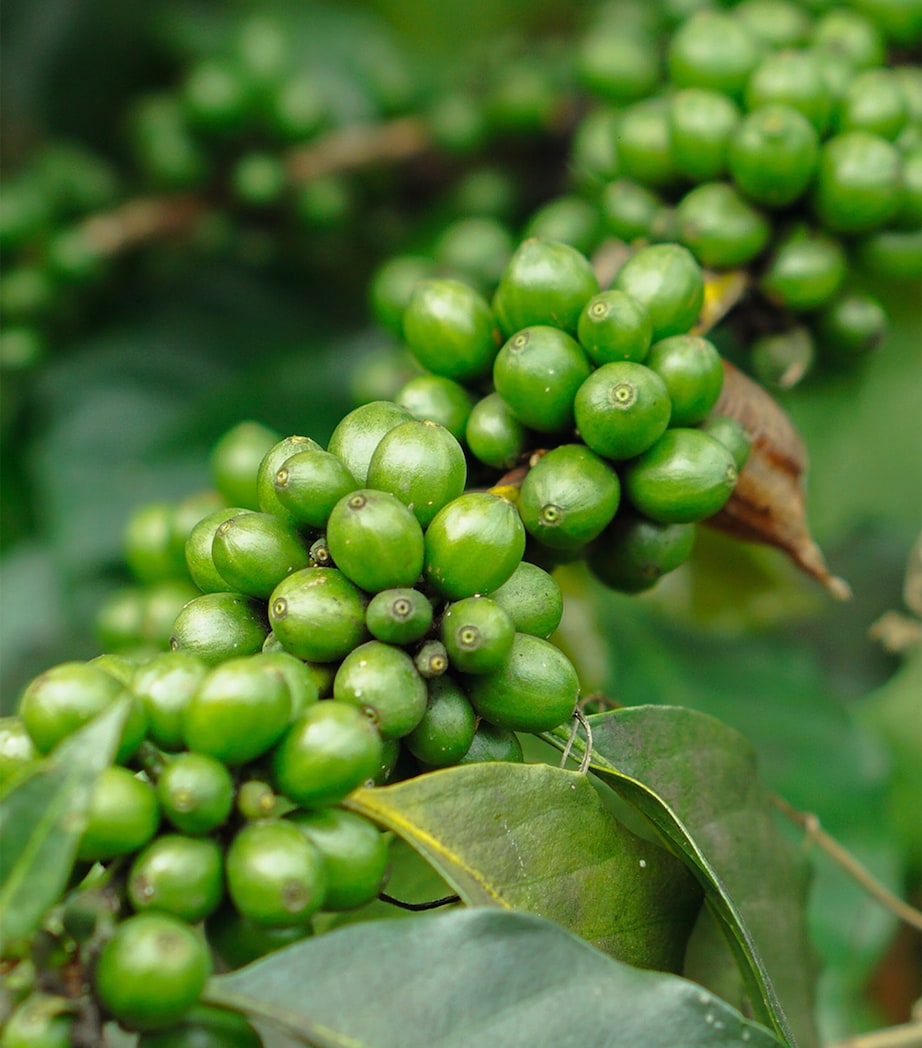 Stony Groves Black Kampot Pepper (100g)