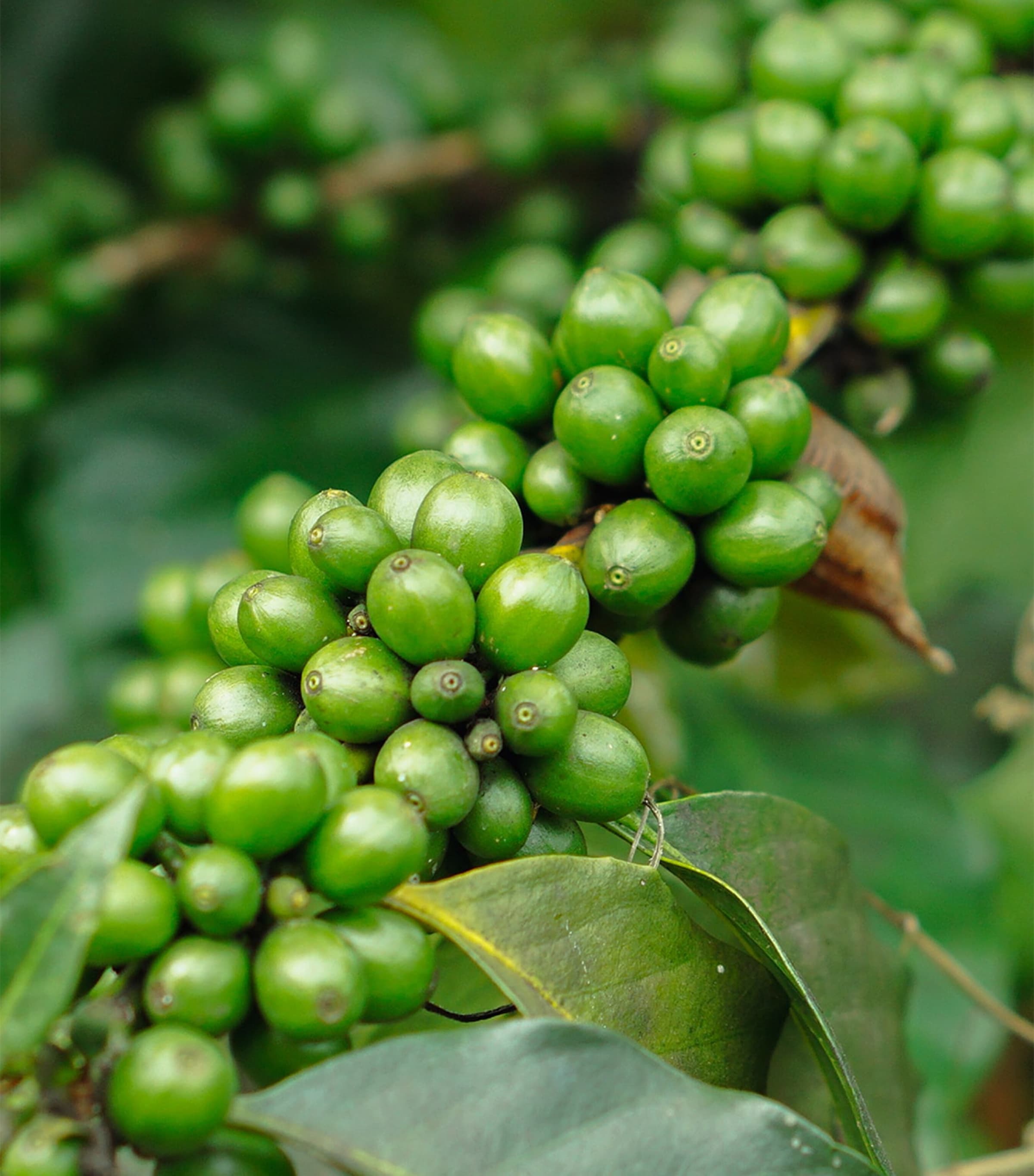 Black Kampot Pepper (100g)