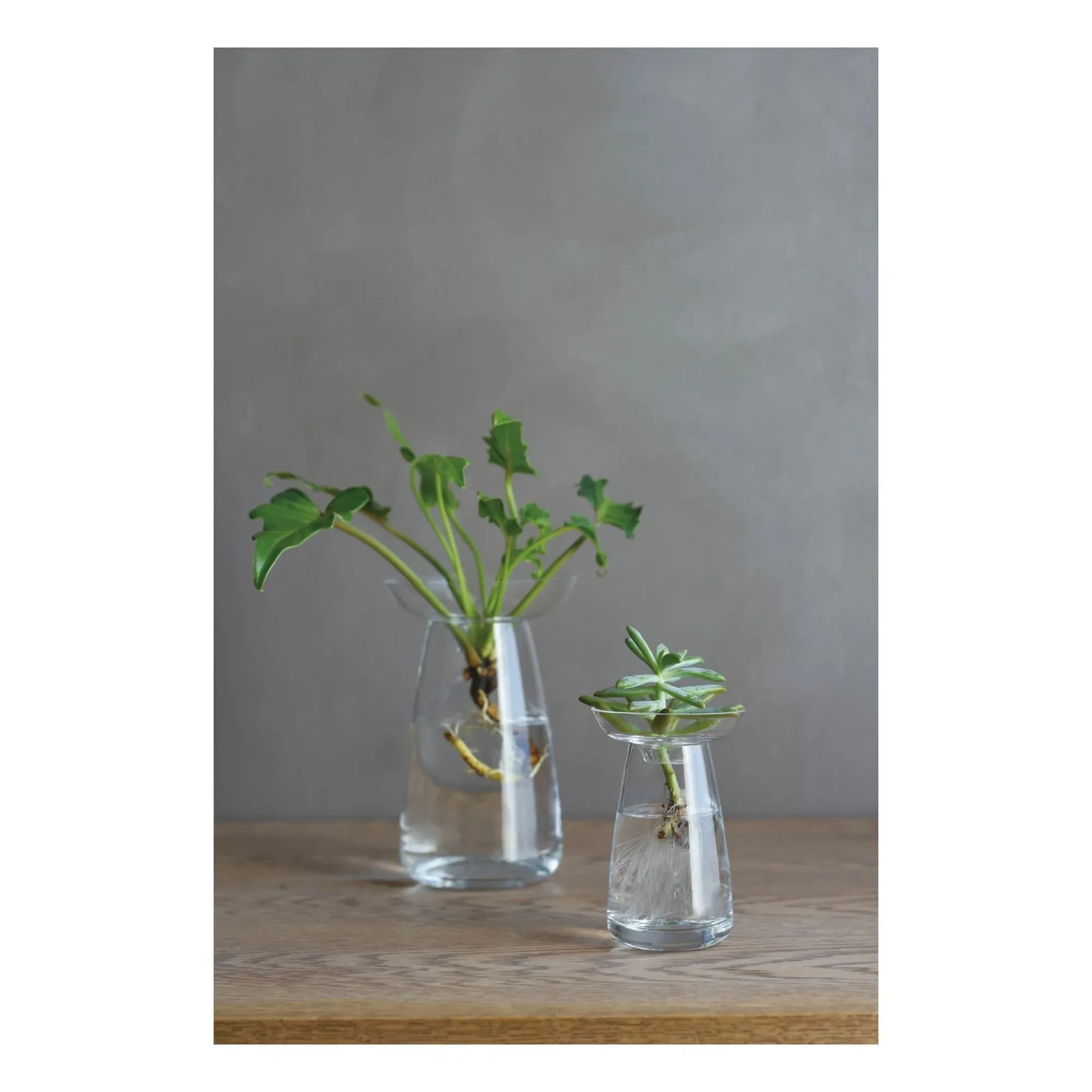 Kinto - Aquaculture Glass Vase | Transparent