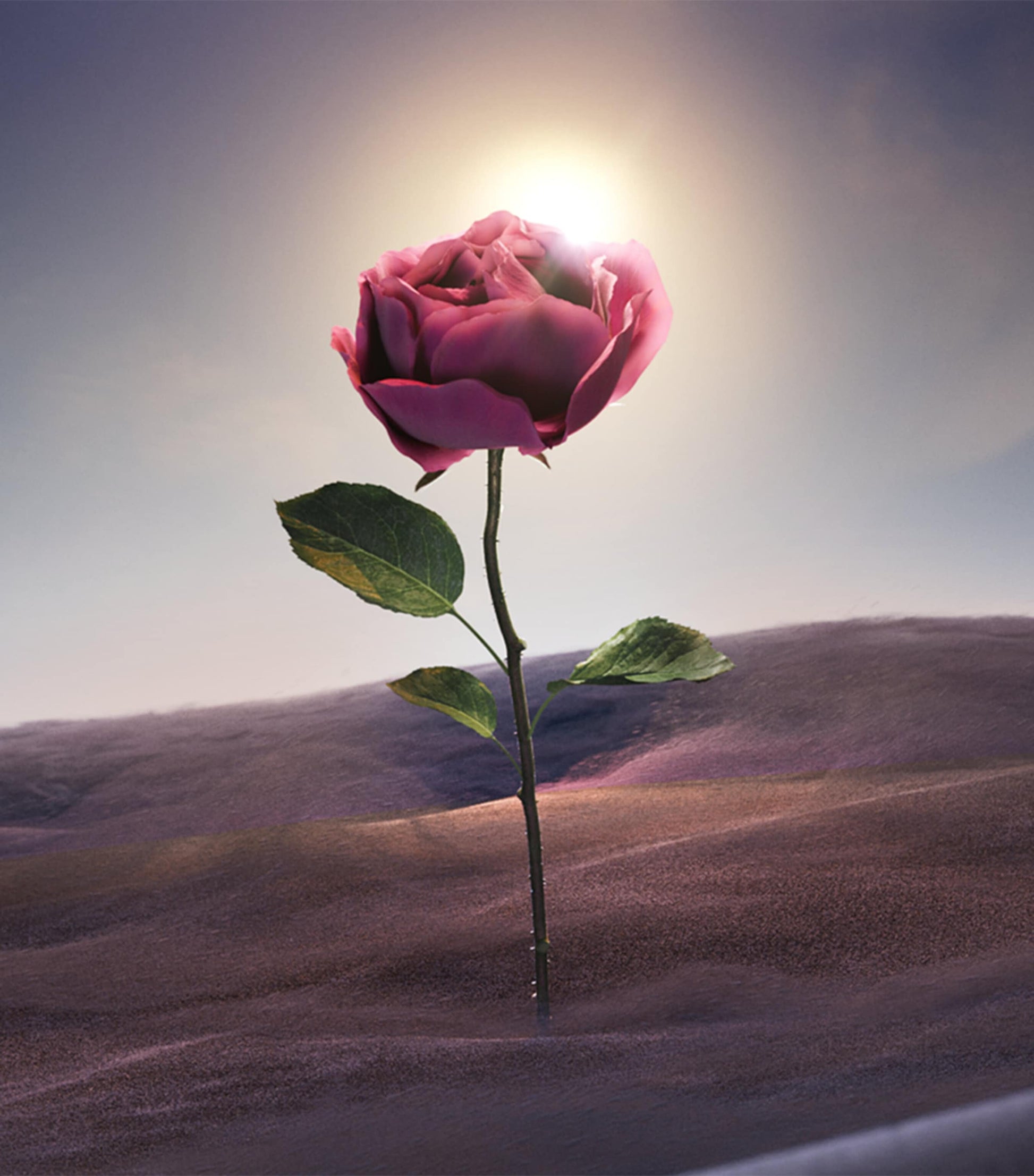 Le Gemme Sahare Eau de Parfum