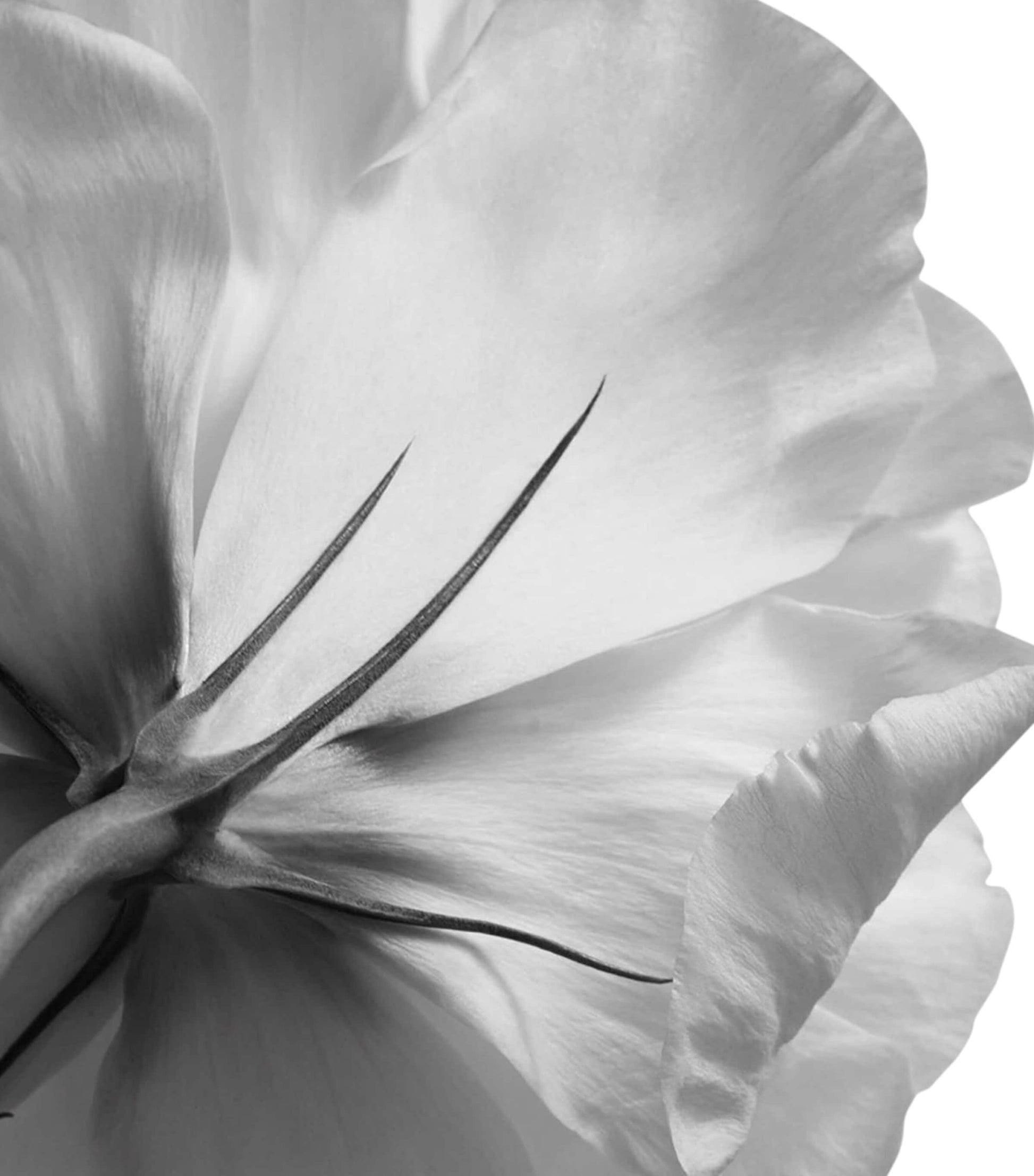 Givenchy L’Interdit Eau de Parfum (80ml)