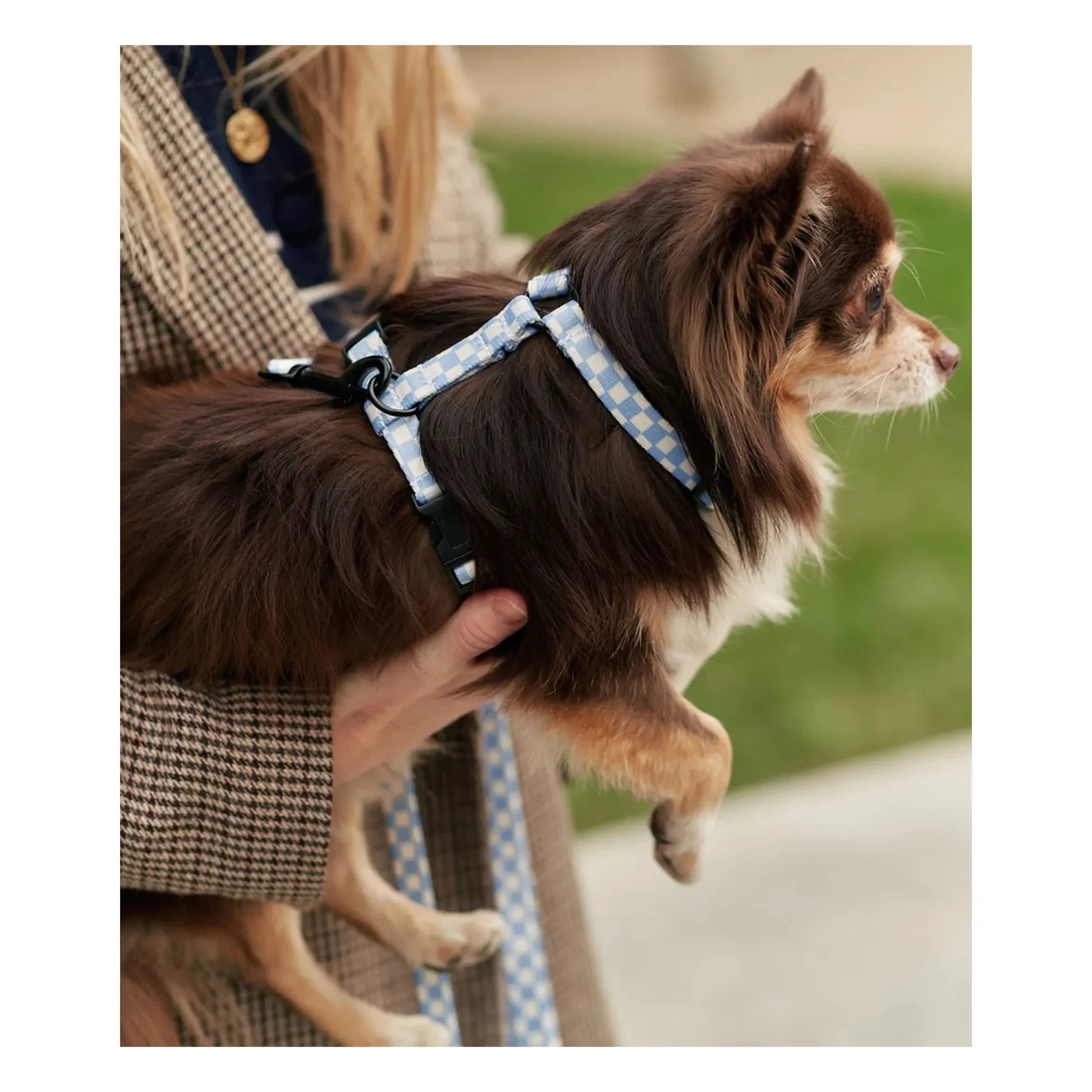 Cafide - Juno dog harness | Light blue