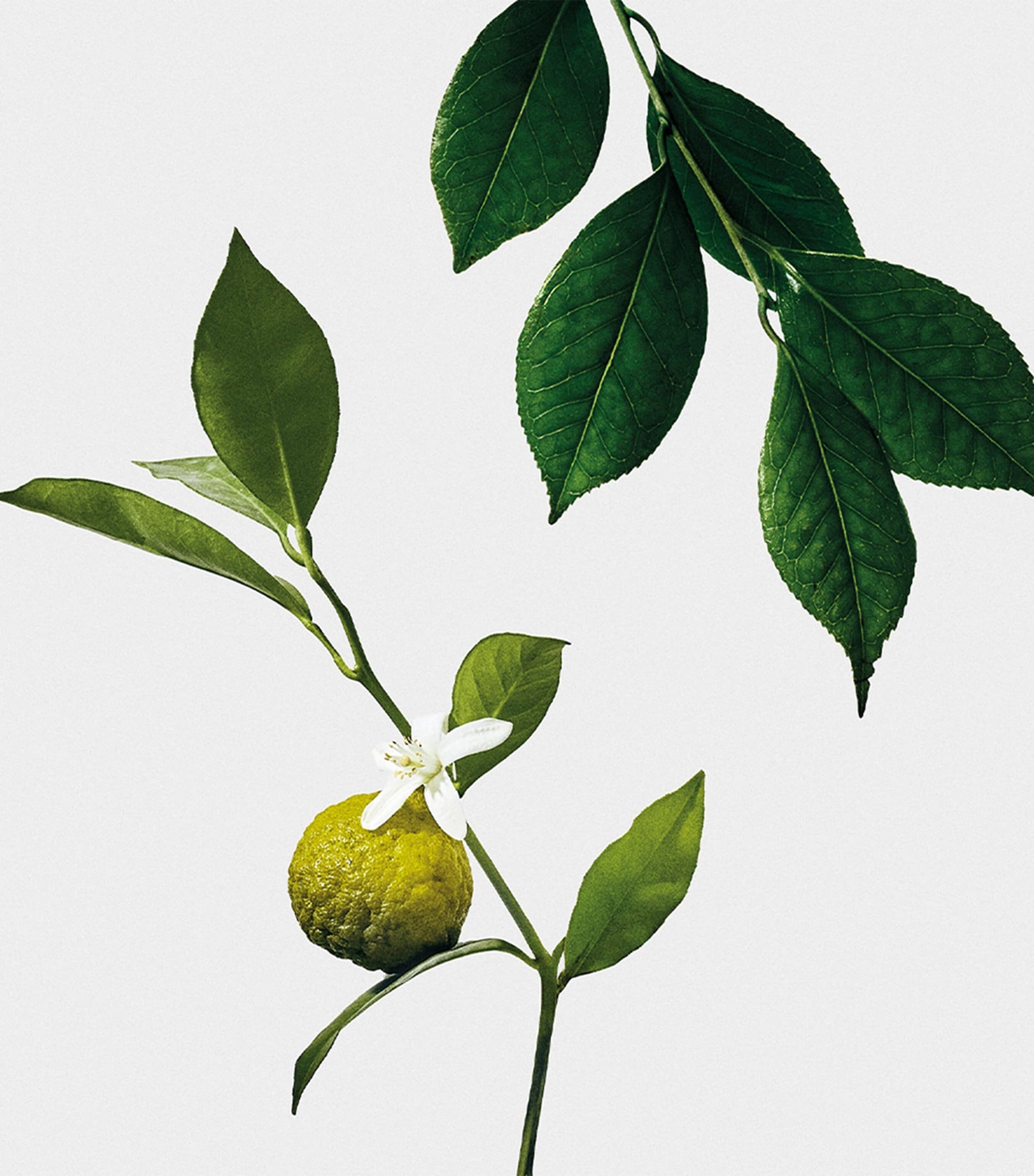 Earl Grey Scented Candle