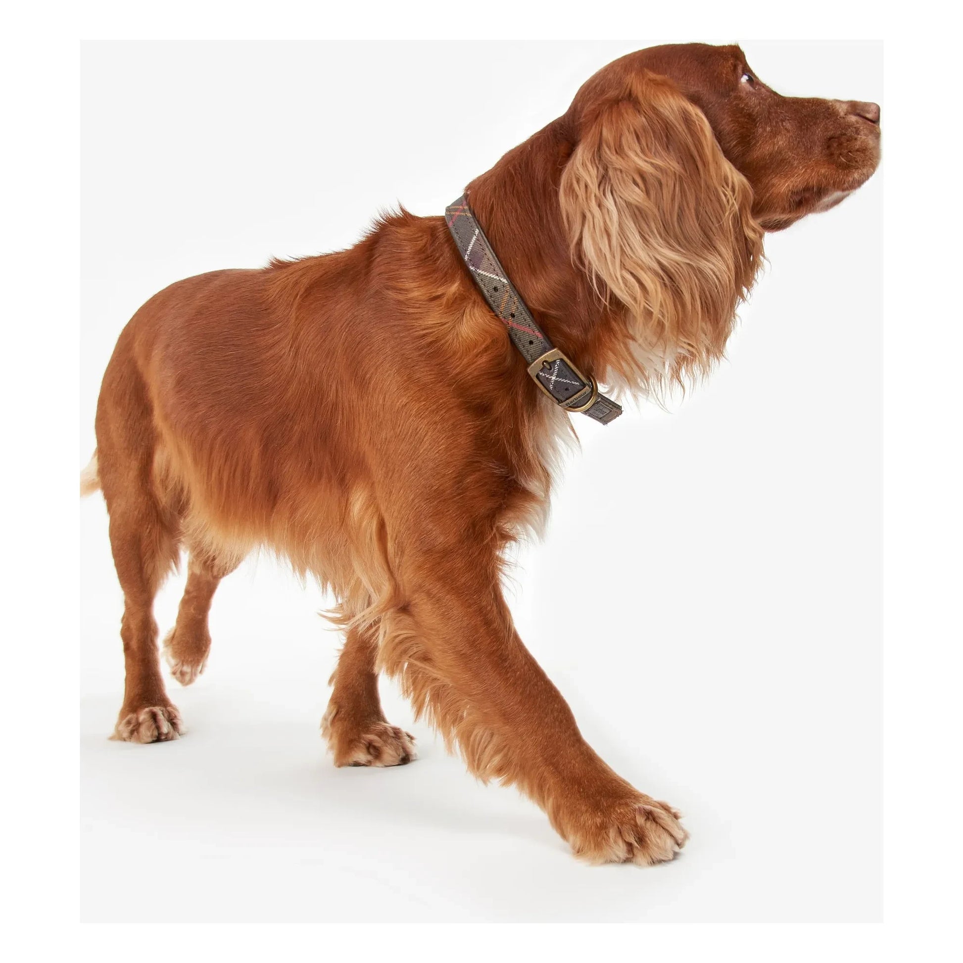 Barbour - Tartan dog collar | Taupe brown