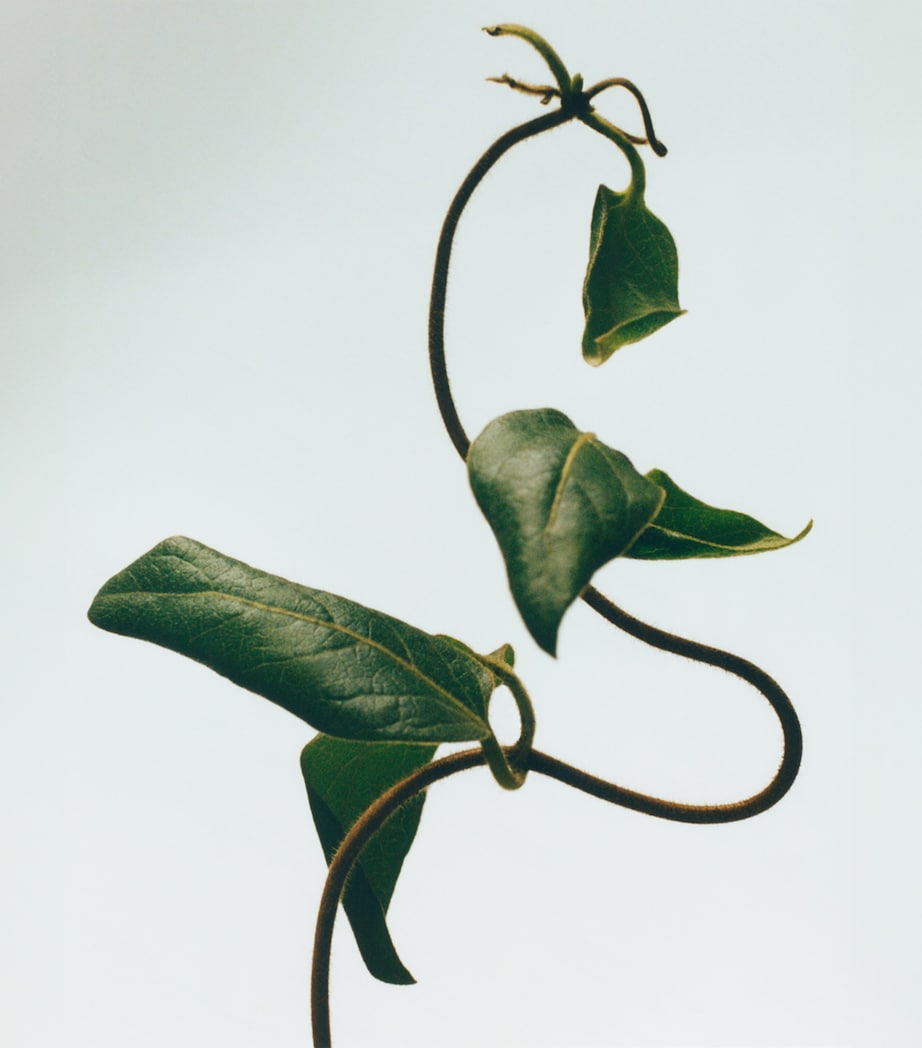 LOEWE Honeysuckle Chandelier Candle