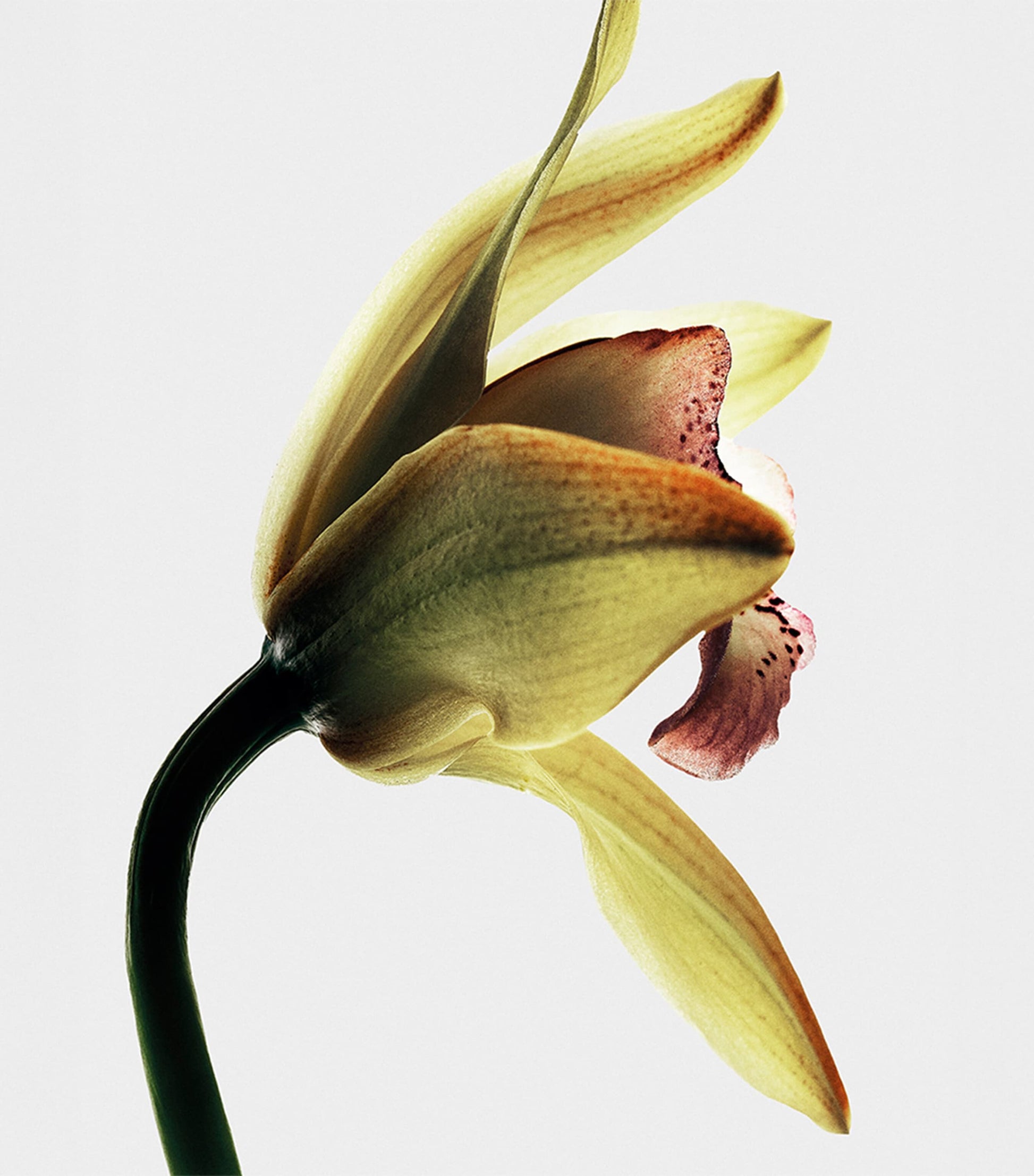 LOEWE Roasted Vanilla Eau de Parfum (100ml)