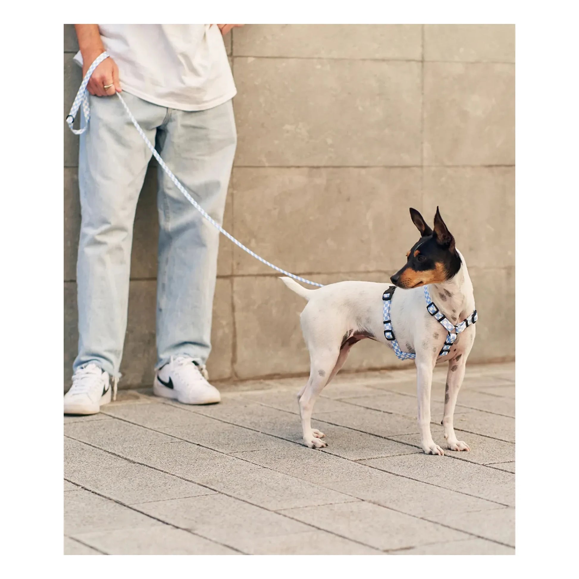 Cafide - Juno dog harness | Light blue