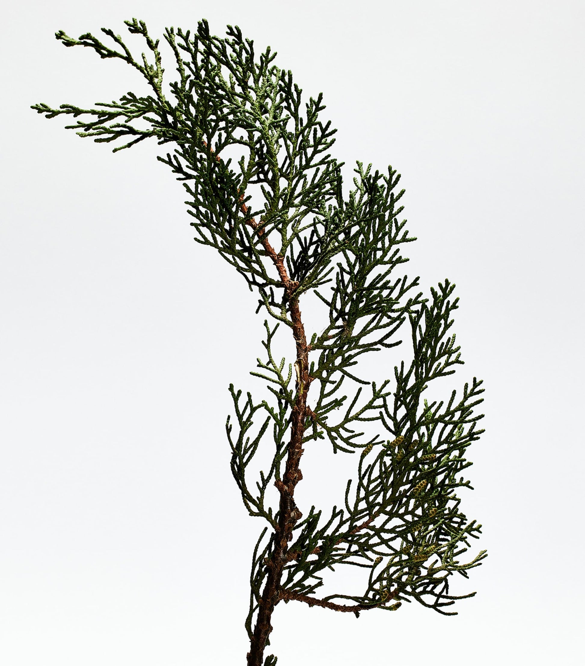 Loewe 001 Man Eau de Parfum (100ml)