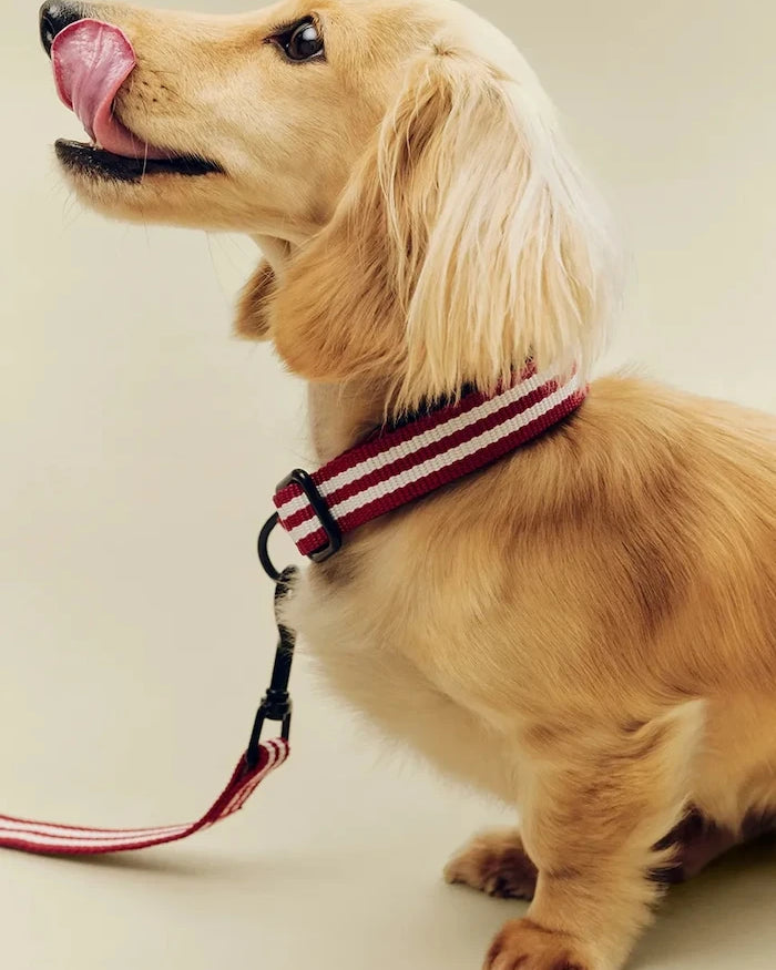 HAY Köpek Tasması S/M