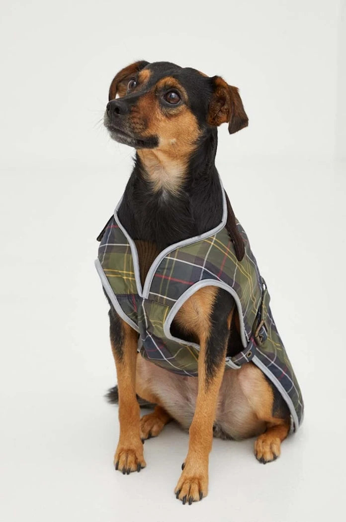 Яке за домашен любимец Barbour