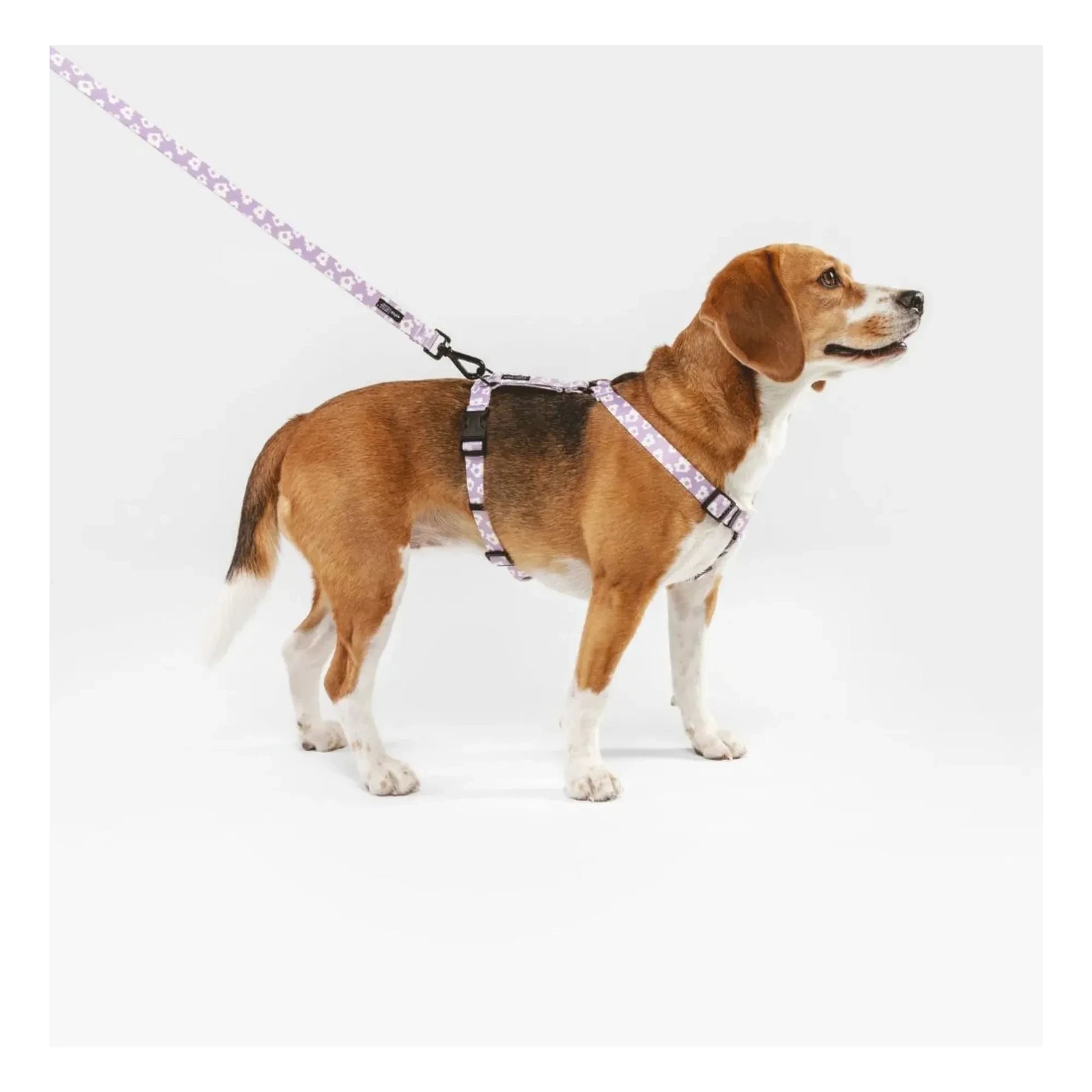 Cafide - Juno dog leash | Lilac