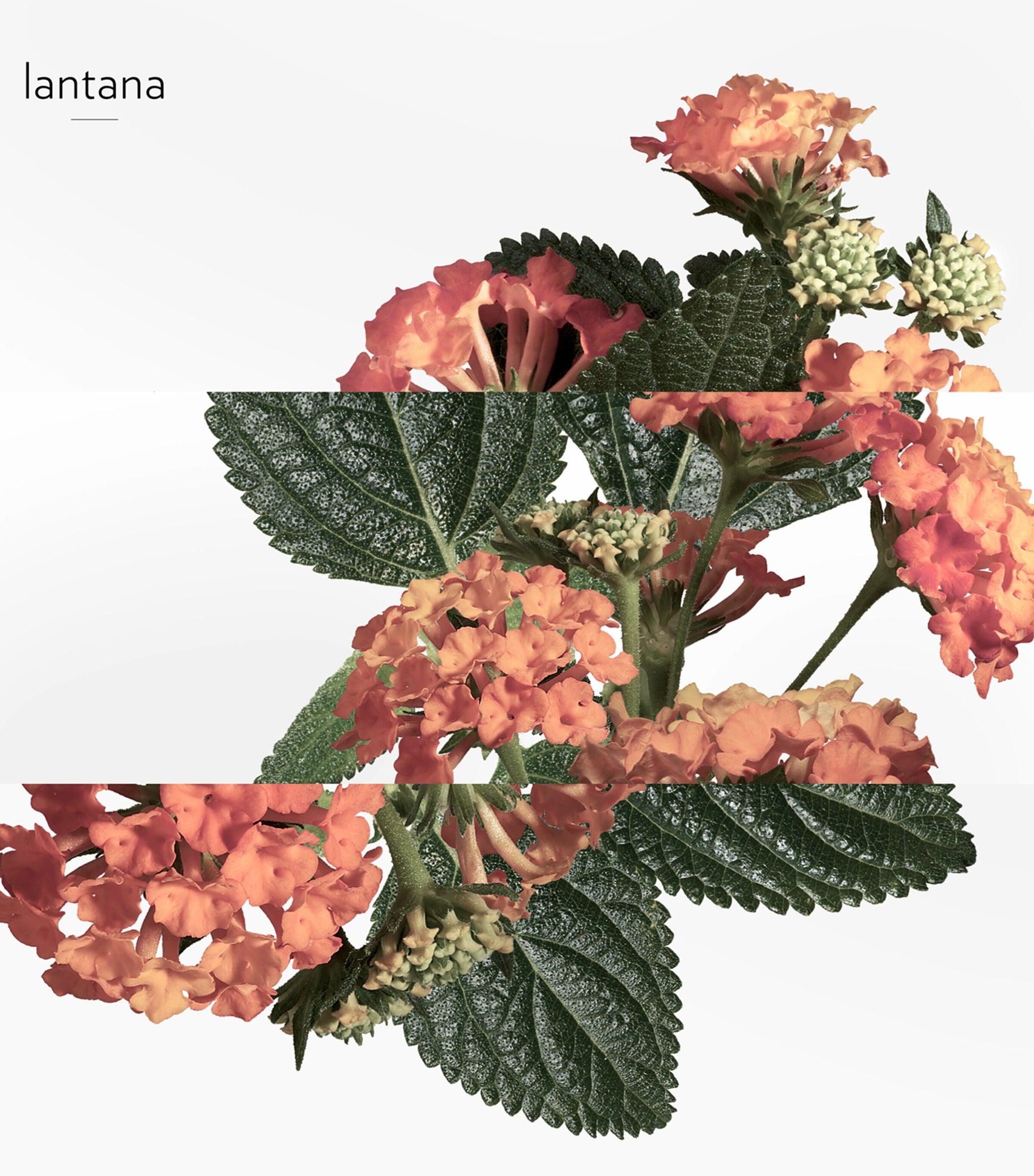 HERMÈS Eau De Rhubarbe Ecarlate Eau de Cologne Refill Spray (100ml)