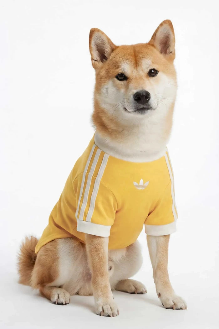 adidas Originals Evcil Hayvan Pet Cali