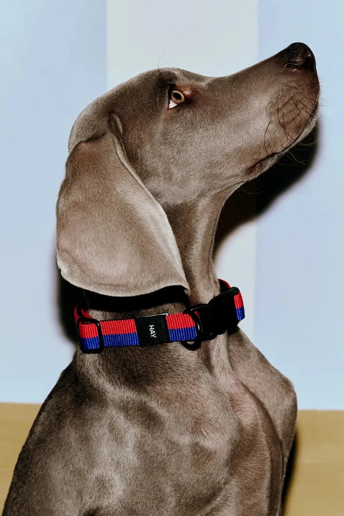 HAY Köpek Tasması M/L 2,5 x 40-65 cm