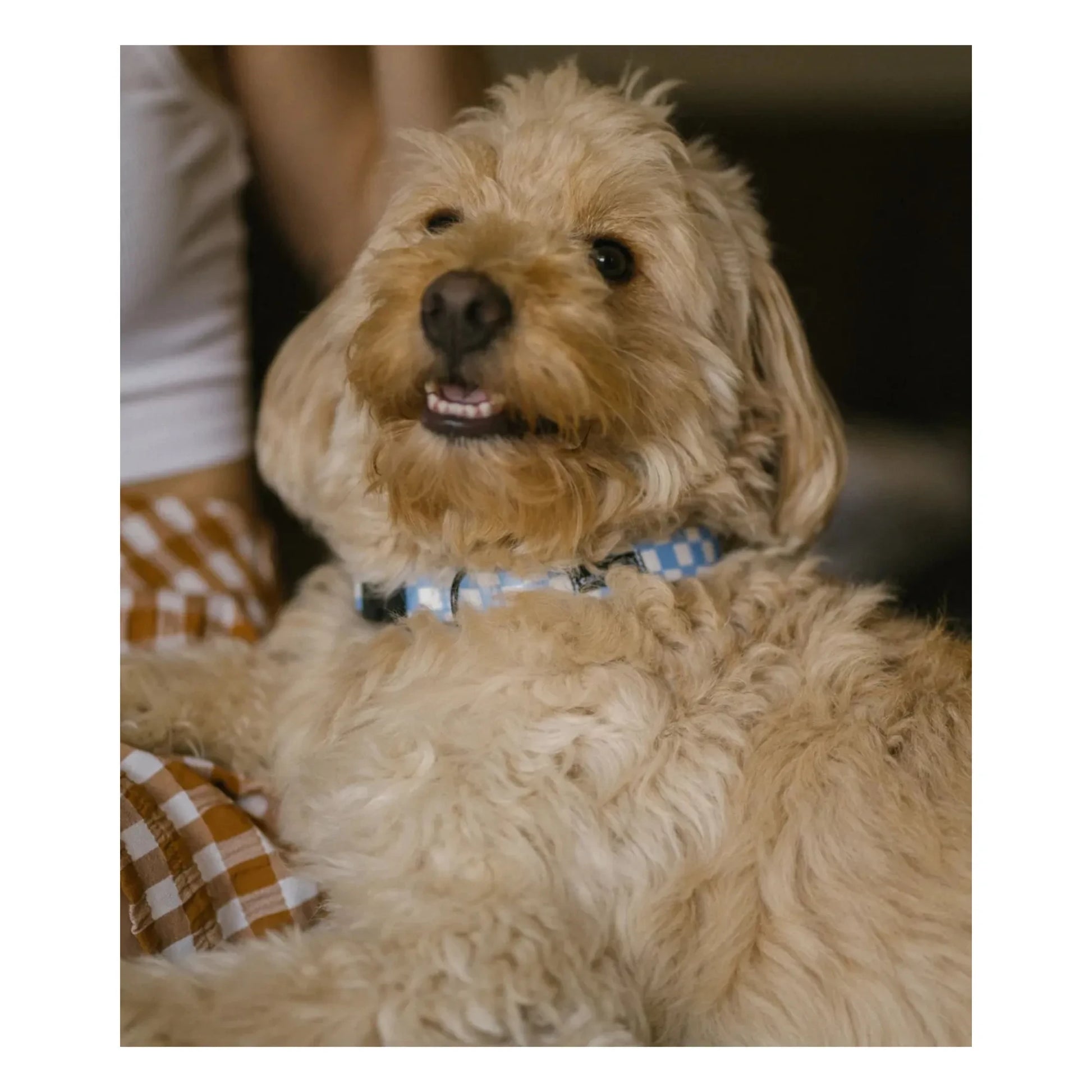 Cafide - Juno dog collar | Light blue